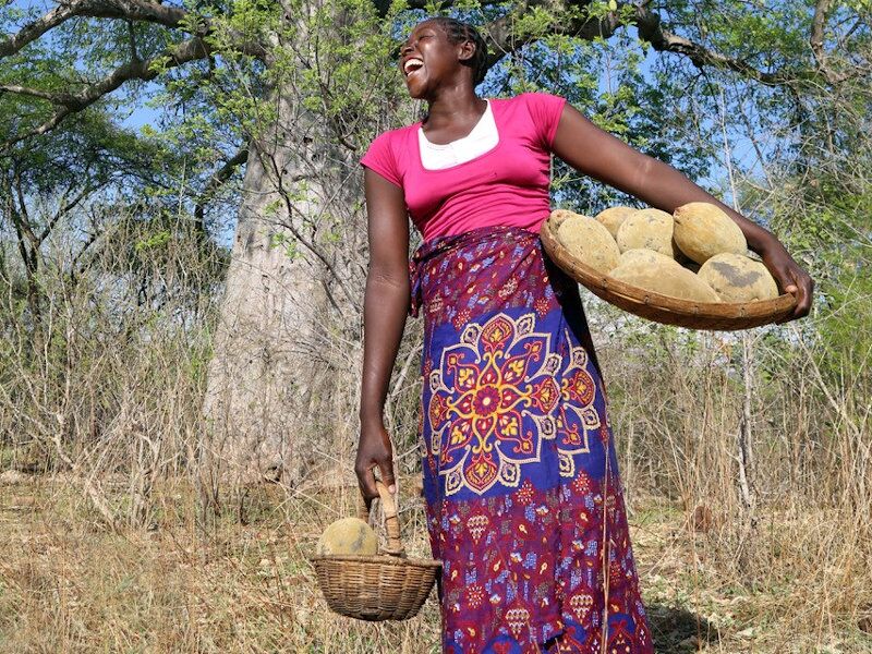A woman carrying baobab fruits. (Supplied to How we made it in Africa by B’Ayoba)