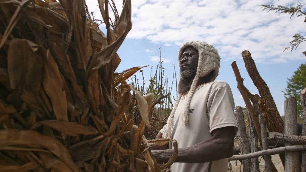 Farmer Takesure Chimbu of combs through dry stover, salvaged from a failed maize crop which he hopes to save and feed to his livestock which will have minimal pastures this year because of the El-Nino induced drought, in Mudzi. (Jekesai Njikizana/AFP)
