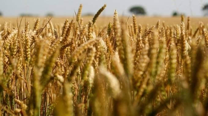 Farmers upbeat over Govt’s new wheat producer prices