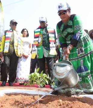 Secretary for Environment and Tourism in the Politburo First Lady Dr Auxillia Mnangagwa waters Mukweshangoma/ Impaca/ Tree wisteria she planted while President Mnangagwa, Vice President Constantino Chiwenga and Mrs Chiwenga look on at the 21st ZANU PF National People’s Conference in Bulawayo yesterday. − Pictures: Presidential Photographer John Manzongo