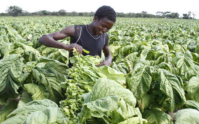 Irrigated tobacco harvesting begins