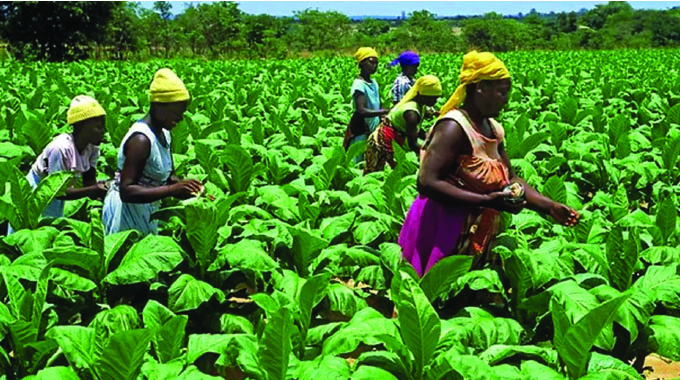 TIMB bans private sale of non-contract tobacco