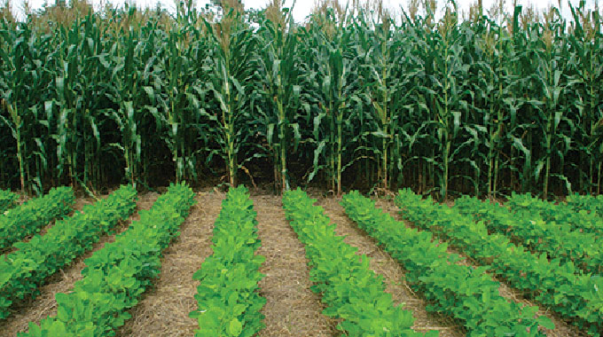 99pc maize planting target achieved