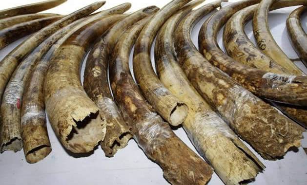 Three ivory dealers run into police trap