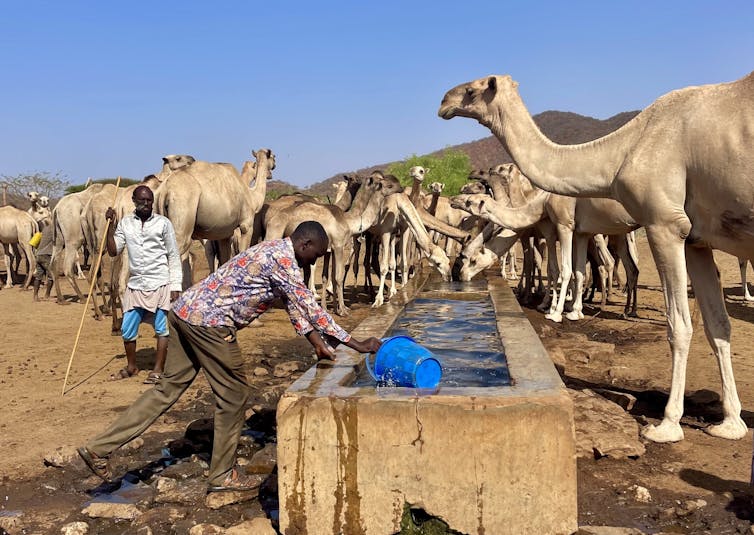 Kenyan pastoral farmers with their camels at a water trough