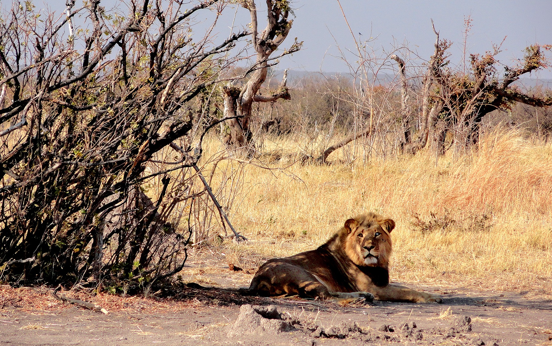 Fred-Vuvuzelas chasing lions