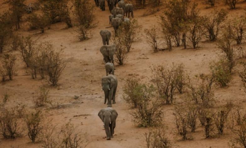 Elephants in Zimbabwe
